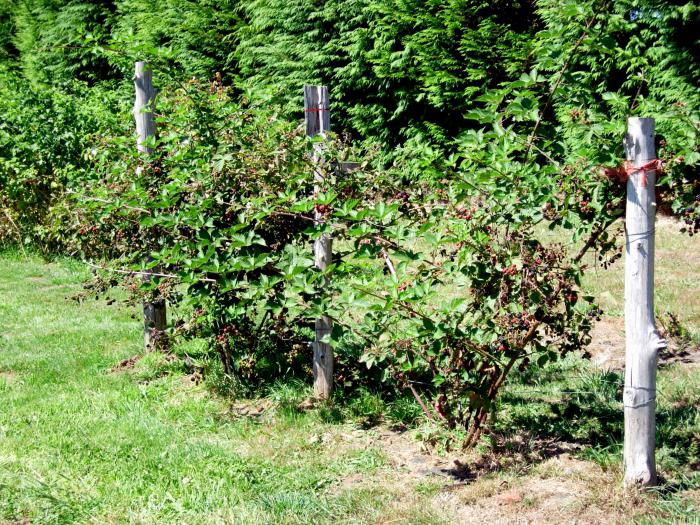 Mûre à feuilles persistantes sans épines