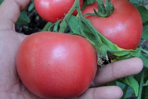 tomates em gel rosa em terreno aberto