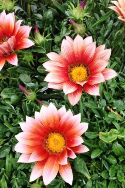 Gazania blüht 