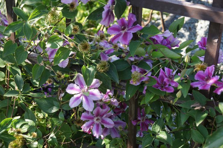 clematis violet