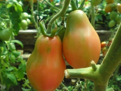 tomatbuske Krimros