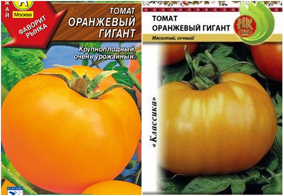 oranžová obří semena rajčat