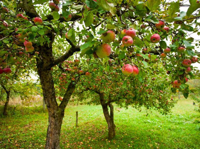 champion du pommier