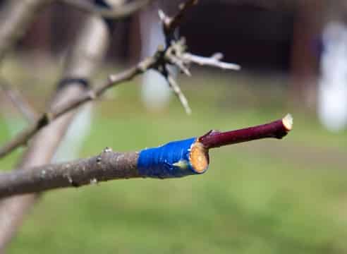 plum grafting