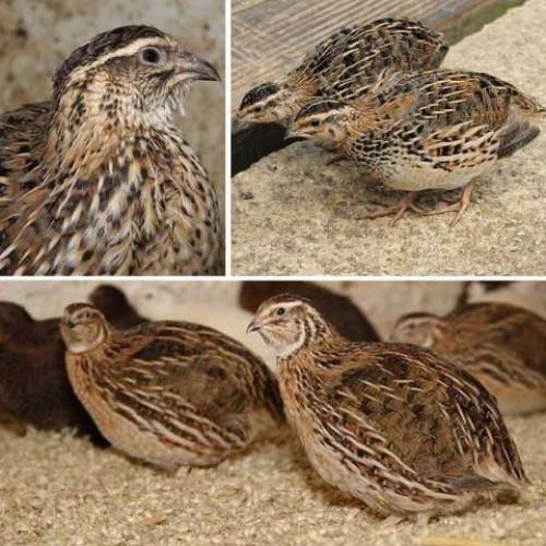 Manchurian quail