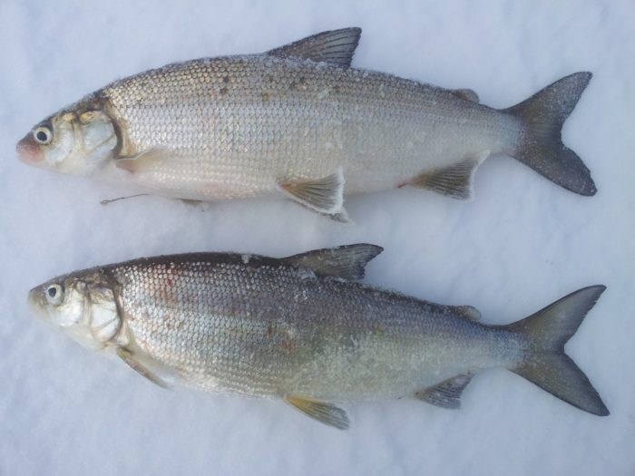 foto de pescado blanco