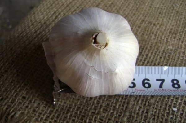 garlic size Kharkov purple