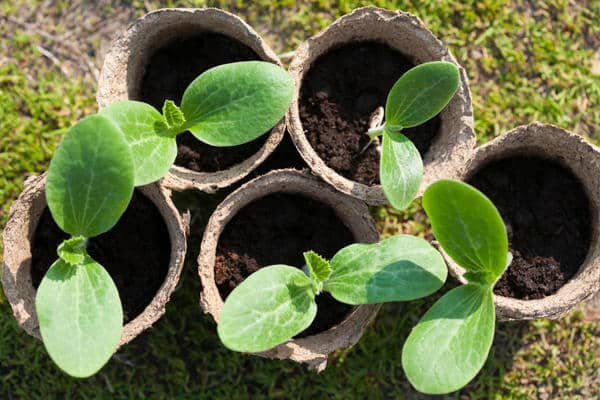 Zucchini-Setzlinge in Töpfen