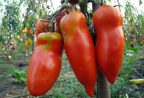 tomato Scarlet Mustang in open ground