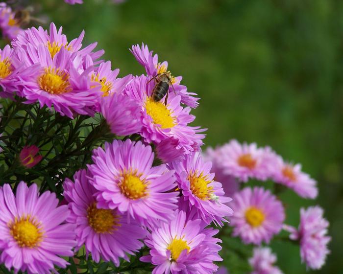 asters prije zime