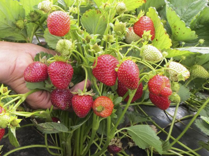 strawberry bush