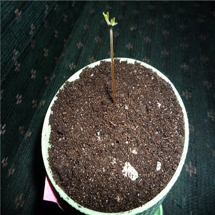 apricot seedling