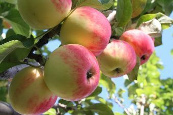 apple tree July Chernenko 