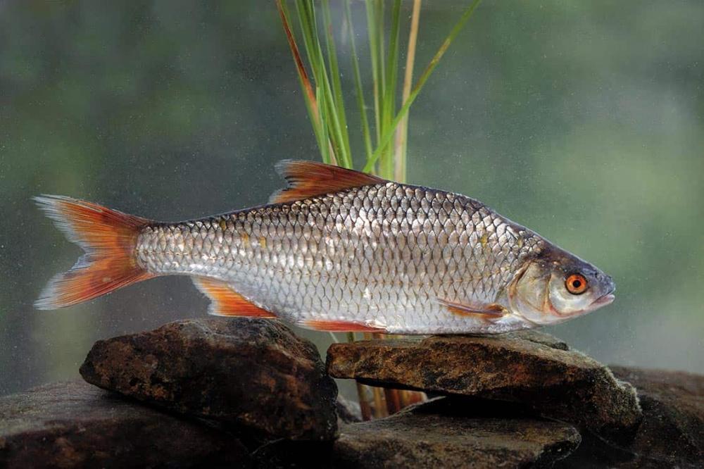 peixe barata na água