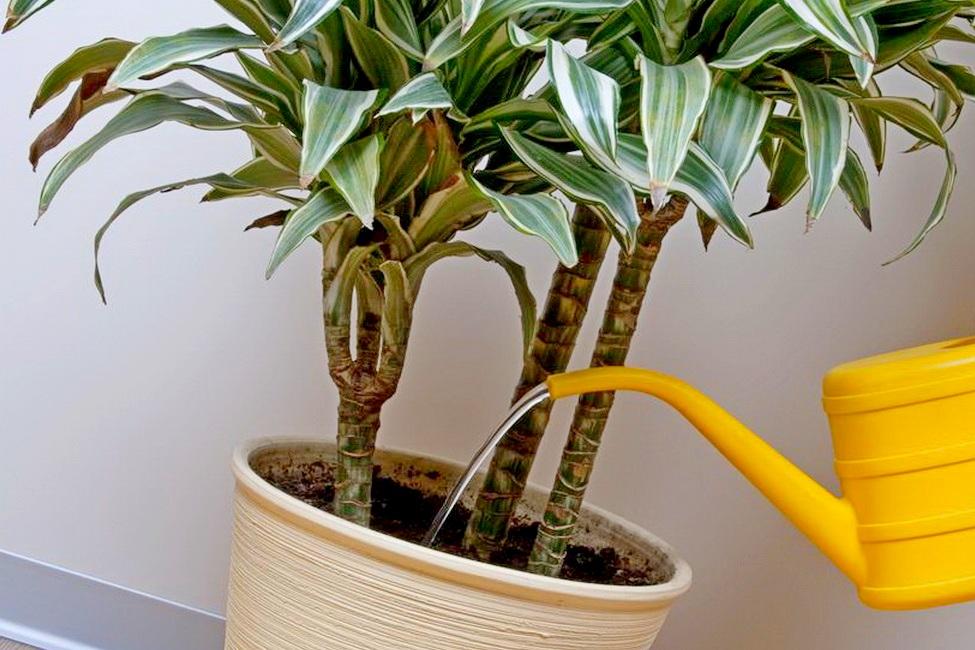 Dracaena