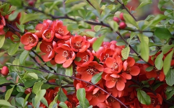 Japanese quince