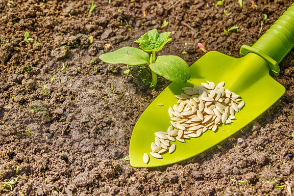 planter des graines