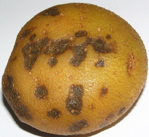 Anthracnose ng Cytrusaceae