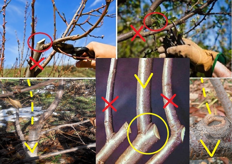 cherry pruning