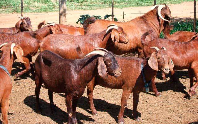 Cabras del Kalahari