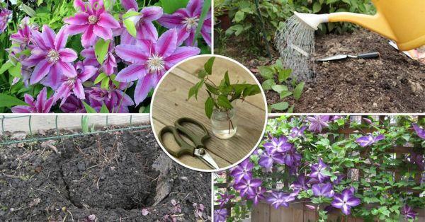 clematis για αρχάριους