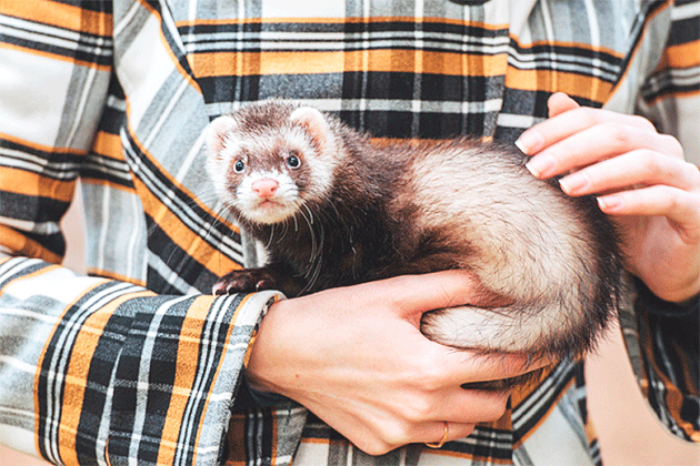 Chocolate with markings