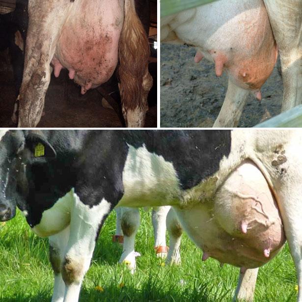 Eitrige Mastitis bei einer Kuh