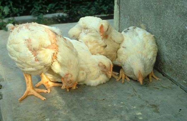 Knemidocosis of chickens