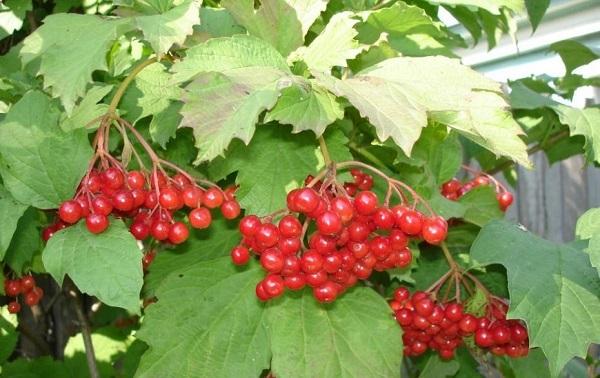 viburnum atzarošana