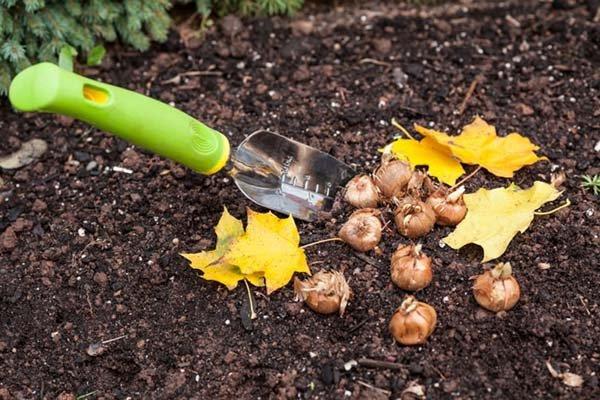 planter des fleurs 