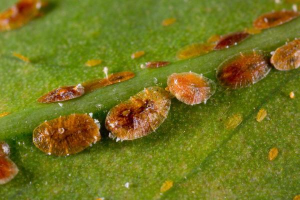 Scale insects on flowers