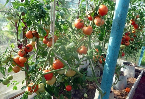 sklizeň rajčat