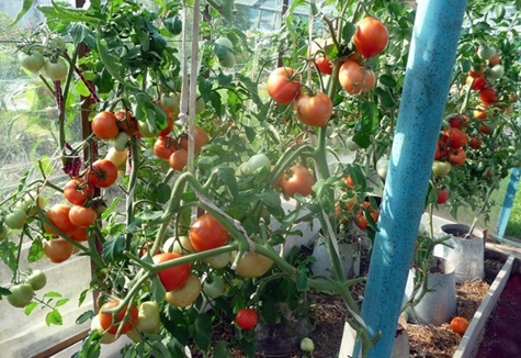 Tomatenernte