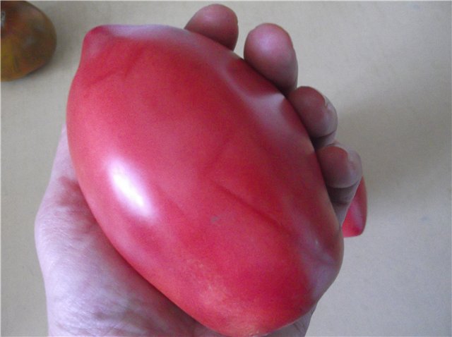 tomate en mano