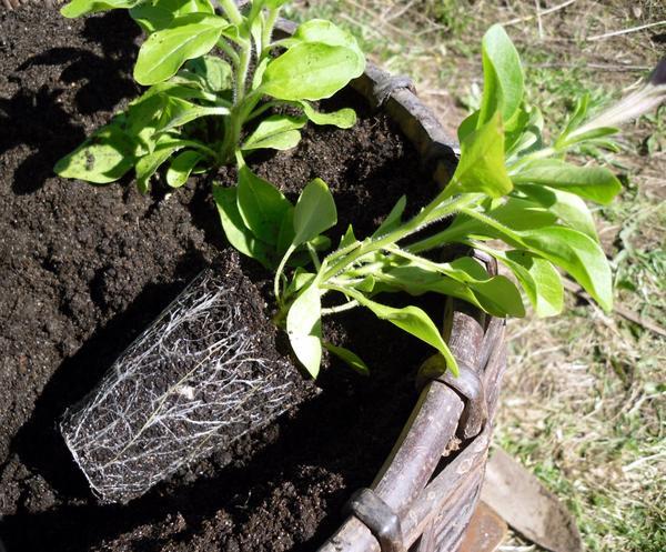 planter du pétunia