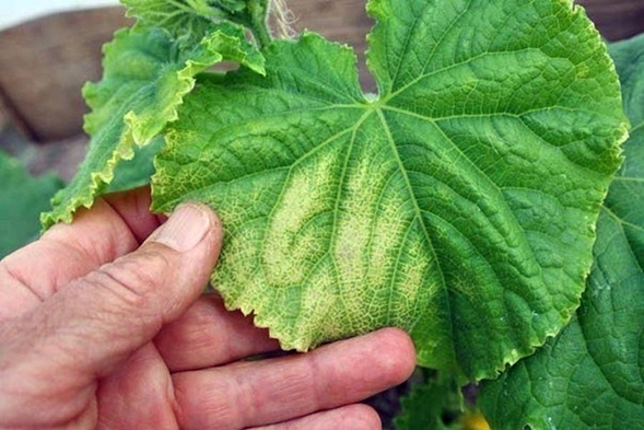 folhas amarelas de pepino em terreno aberto