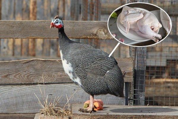 gallina de guinea adulta