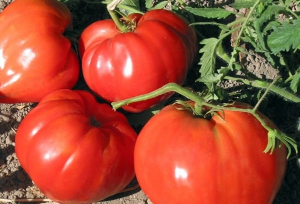 Red buffalo tomato in the garden