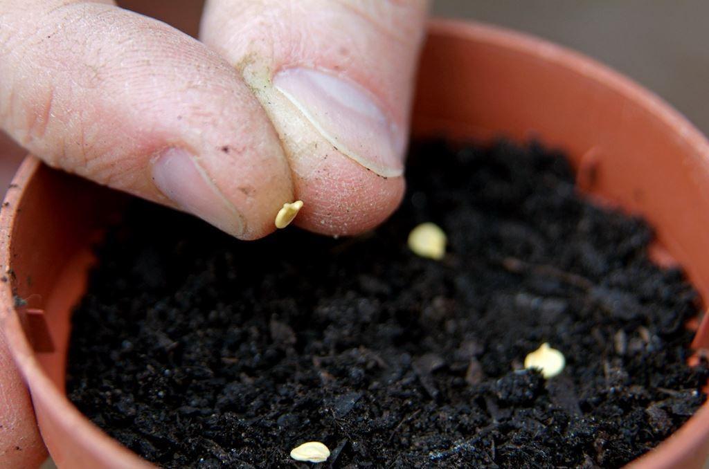 When is the best time to plant pepper seedlings?