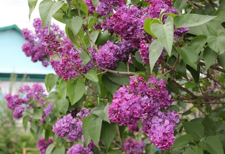 Plantación y cuidado de lilas.