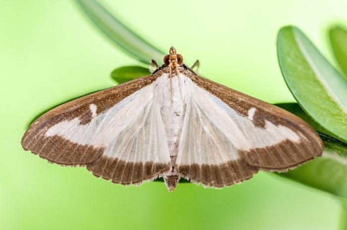 boxwood moth