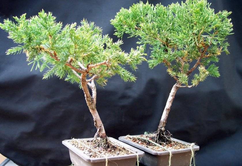 Zdjęcie bonsai ze świerku zrób to sam