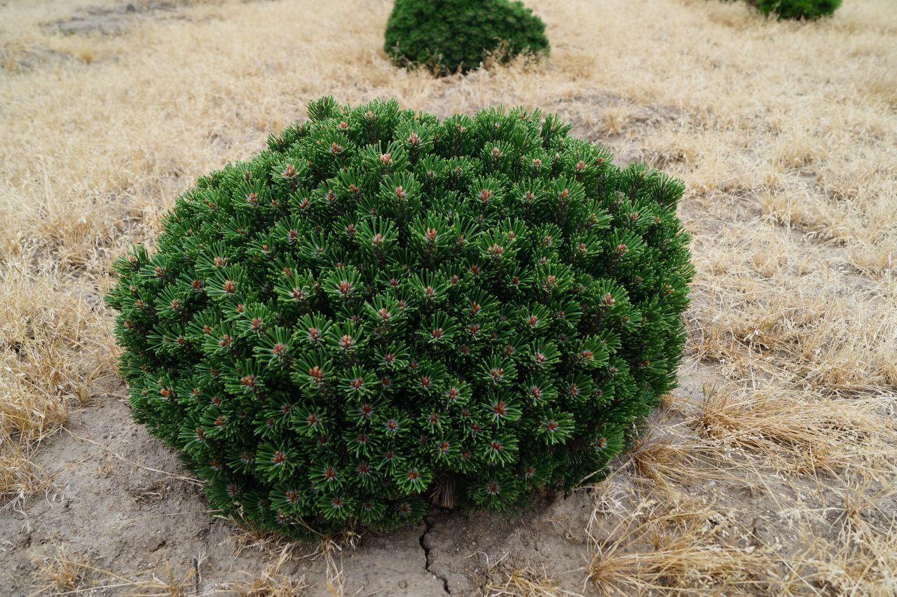 Descrizione e varietà dei pini mughi, cura e utilizzo nella progettazione del paesaggio