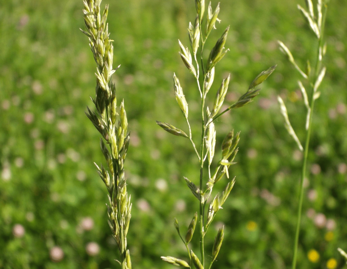 meadow fescue photo