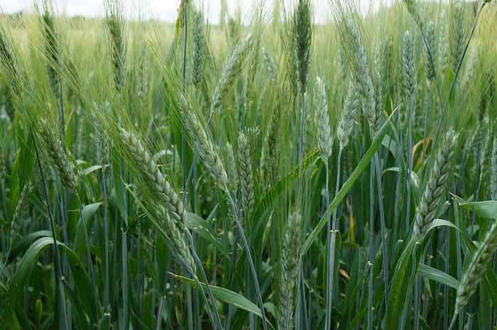 mga pataba para sa spring barley