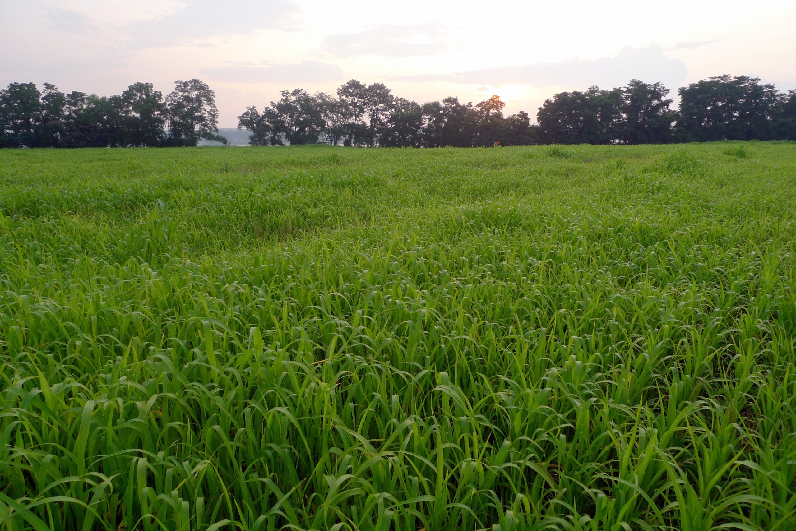 Campo de hierba de Sudán