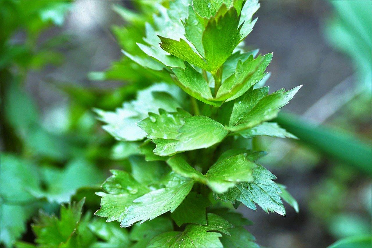 Useful properties and contraindications of lovage photo