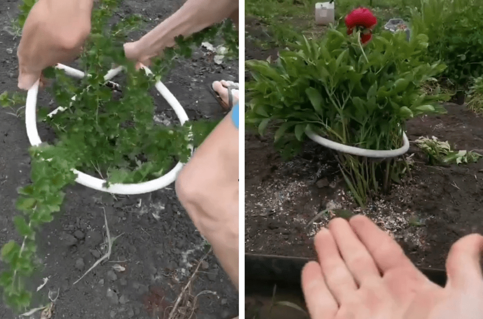 How to make beautiful supports for peonies with your own hands