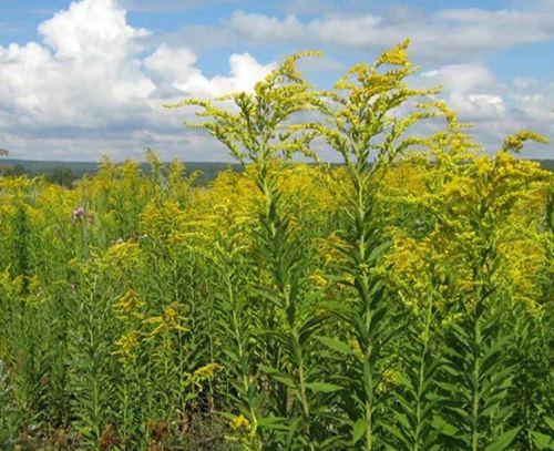 planta de mel goldenrod