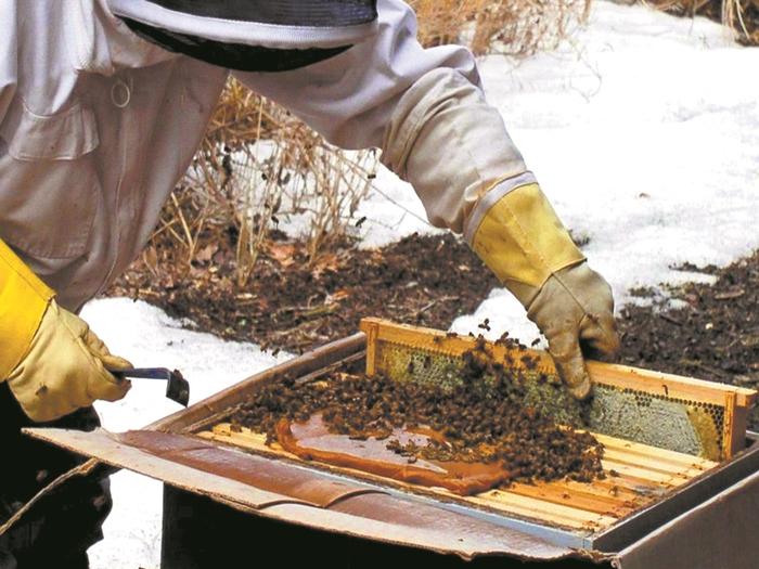 wintering of bees